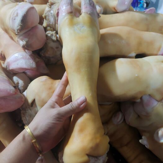 阳信县母牛火烧毛牛蹄