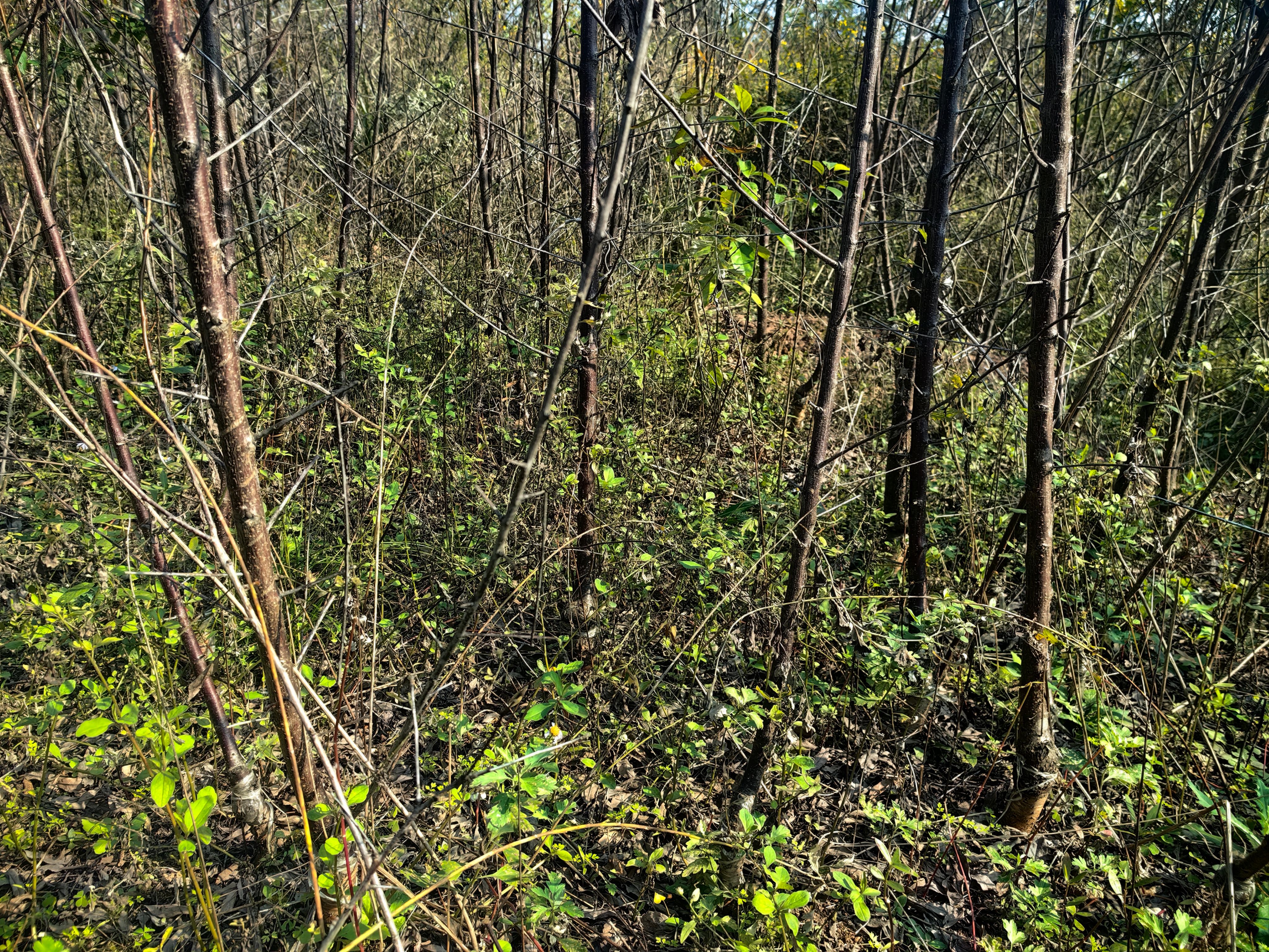 嫁接蜂糖李子苗三年苗，有1.5公分至3公分