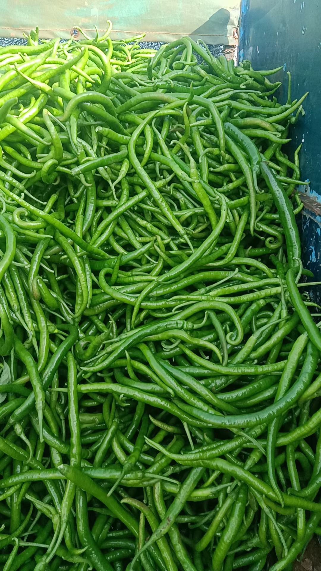 《精品4号 8号线椒》产地一手货源，长期供应