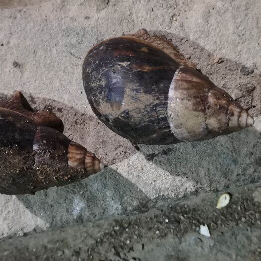 广州蜗牛