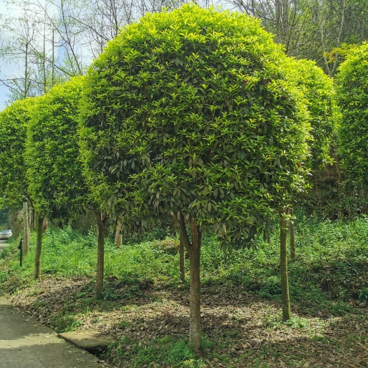 崇州市优质八月桂苗 林场直销 健康茁壮易种植 苗木花草乔木
