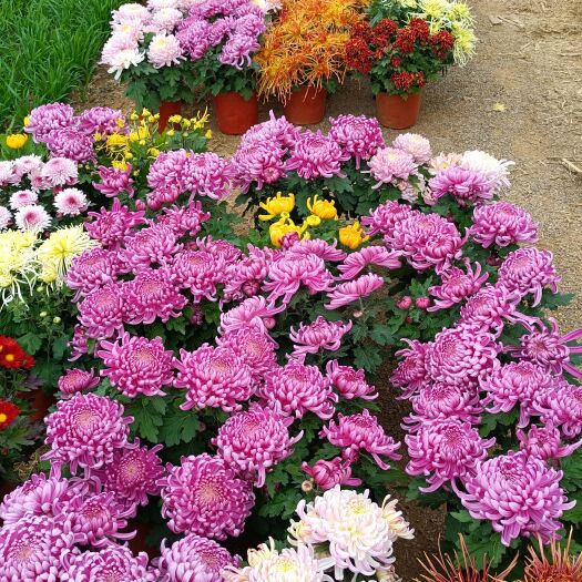 枣庄彩菊花苗 各种盆栽观赏菊花