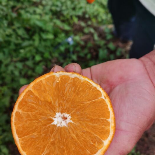蓬安县爱媛果冻橙，可以“吸”着吃的爱媛果冻橙38号