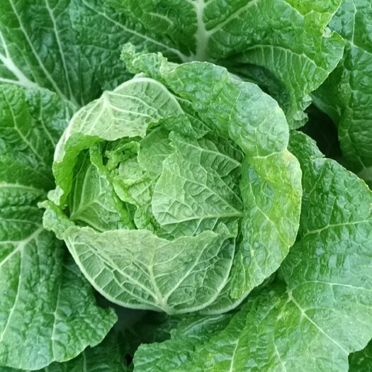 黑山县批发黄心大白菜