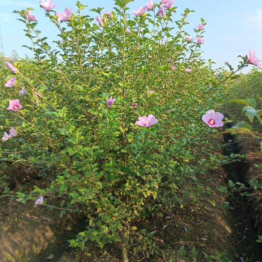 杭州红花木槿