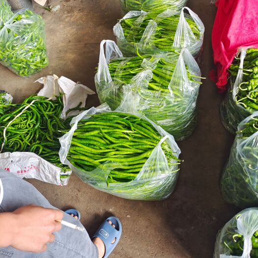 蒙自市薄皮椒