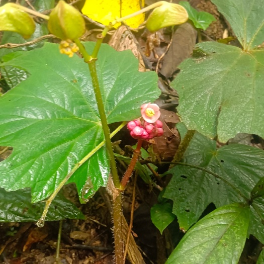 秋海棠 药材