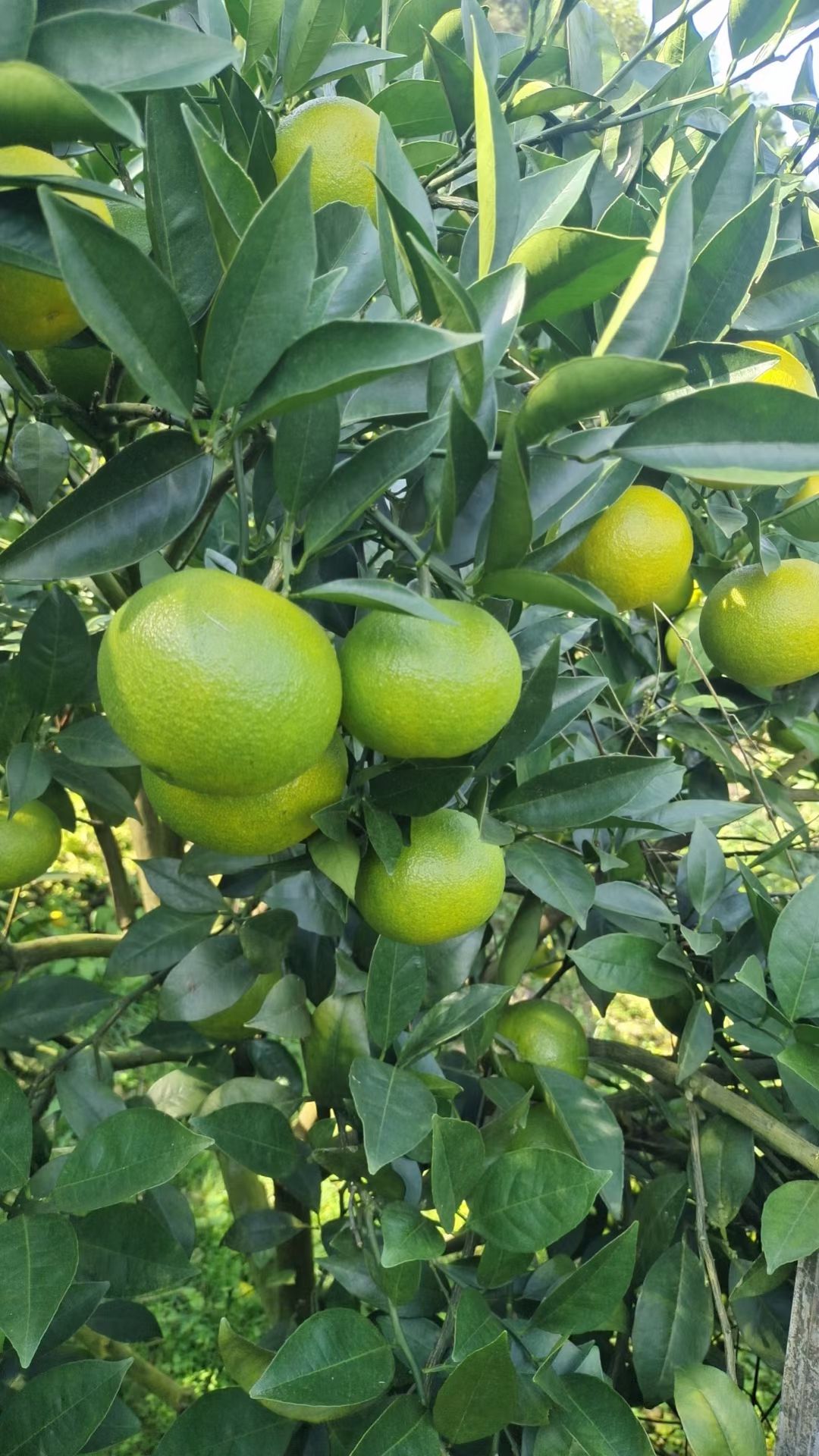 桂林高山蜜香橙