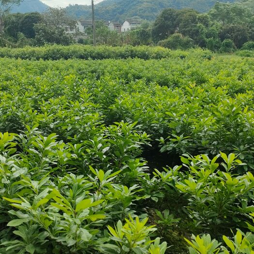 仙居县仙居杨梅东魁杨梅苗