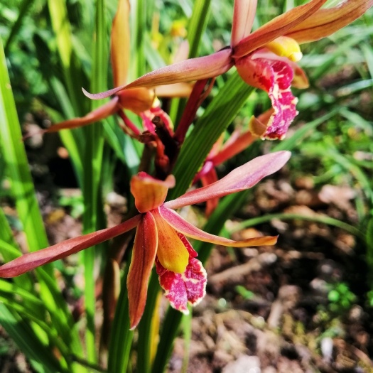 随州蕙兰下坡兰花九节兰 大花蕙兰大丛连体兰花草苗香香绿植盆景