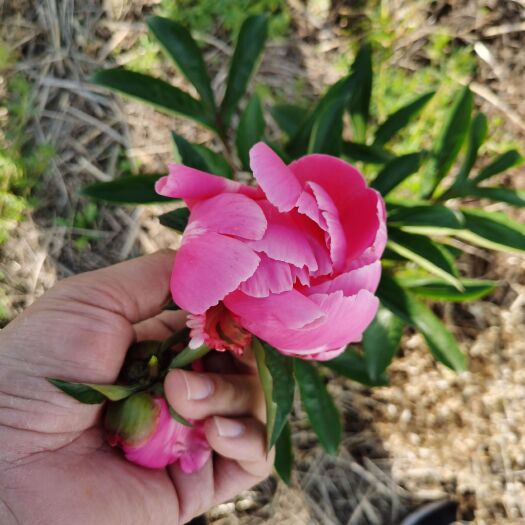 驻马店茶叶，茶饼驻马店白芍