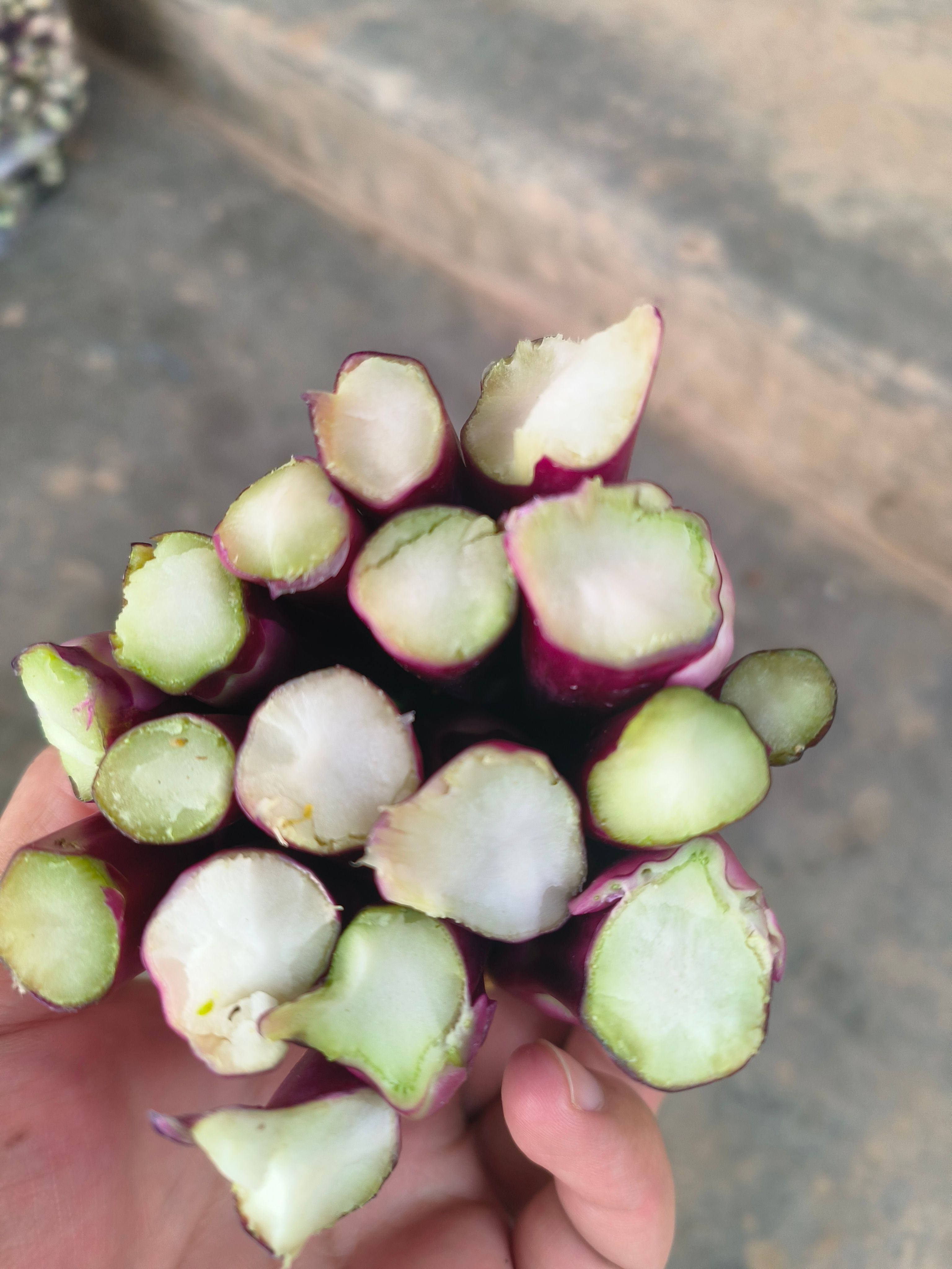 湖北红菜苔