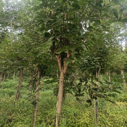 南靖县黄花风铃木和紫花风铃木已种植3年，现成本价出售。