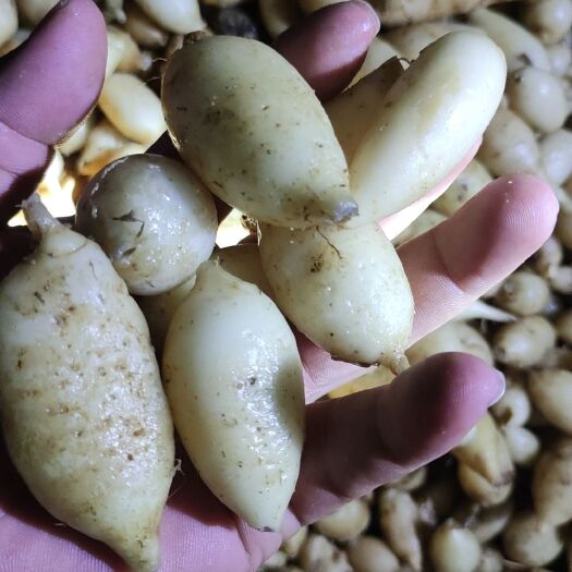 灵山县郁金