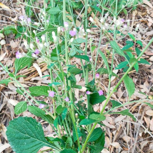 伤寒草、夜香牛、寄色草、假咸虾花、消山虎、染色草、