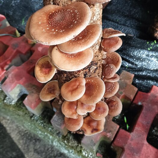 瓮安县马桑菌