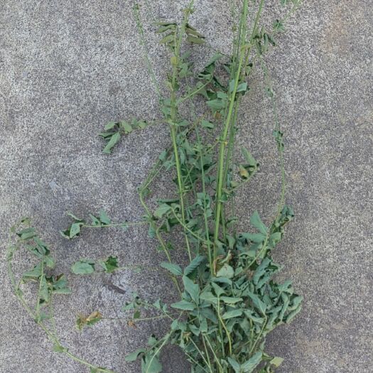 仙鹤草(山林干货)