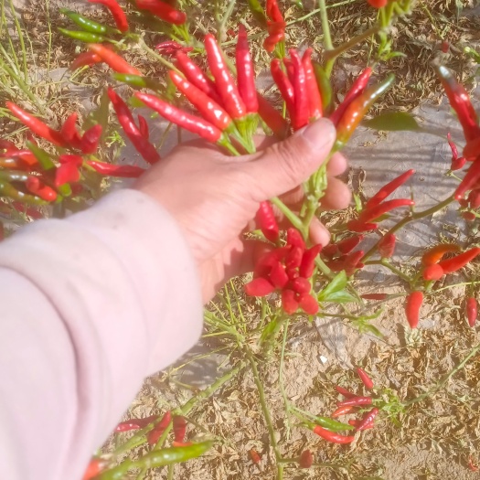 洪洞县朝天椒，新一代，三樱椒，干货