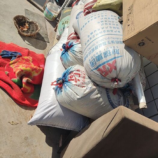 静乐县大量红高梁，已经脱絮，装袋，求收购