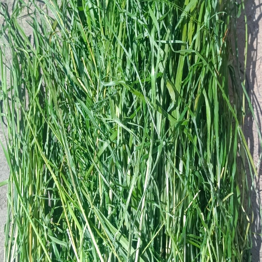 提摩西草