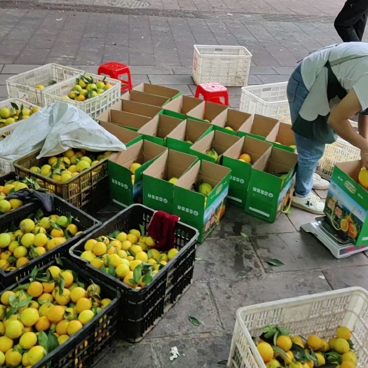 榕江县榕江脐橙 甜甜榕江 新鲜可口