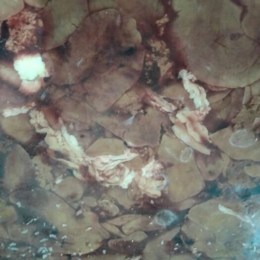 国产纯干大板鸡肝