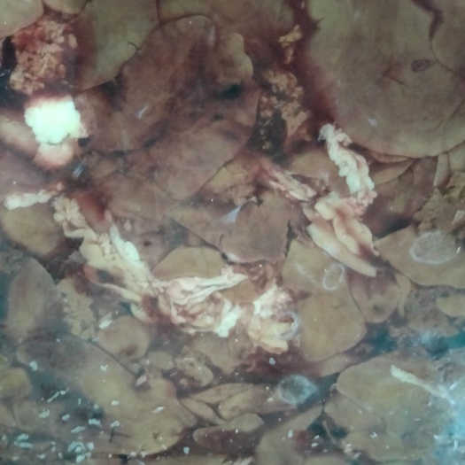 临沂国产纯干大板鸡肝