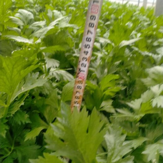 通许县法国皇后芹菜