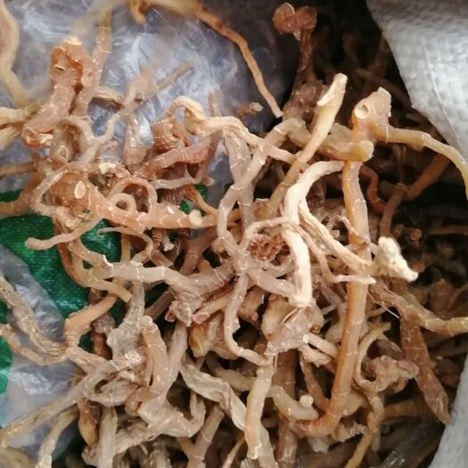 眉县太白山透明黄精
