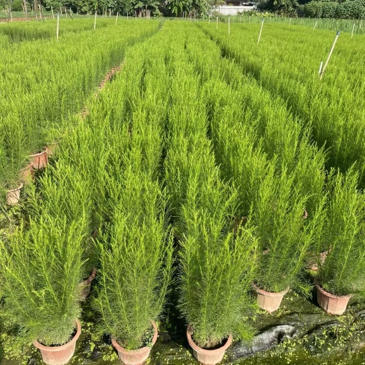 中山市假蒿