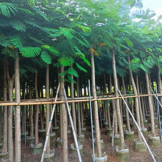 揭阳凤凰木5-30分移植苗各种规格移植苗