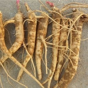 茶陵县山货