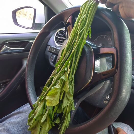 虞城县新鲜荠菜
