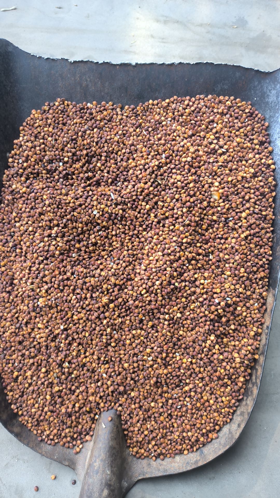 糯高粱