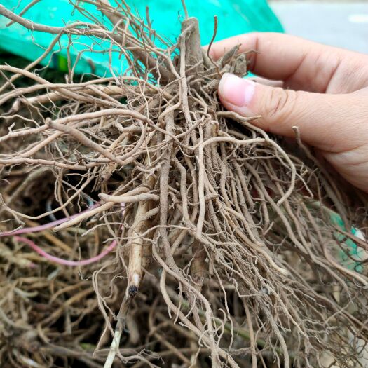 亳州佩兰芽子 佩兰苗 一年种多年收 提供种植技术 回收产品