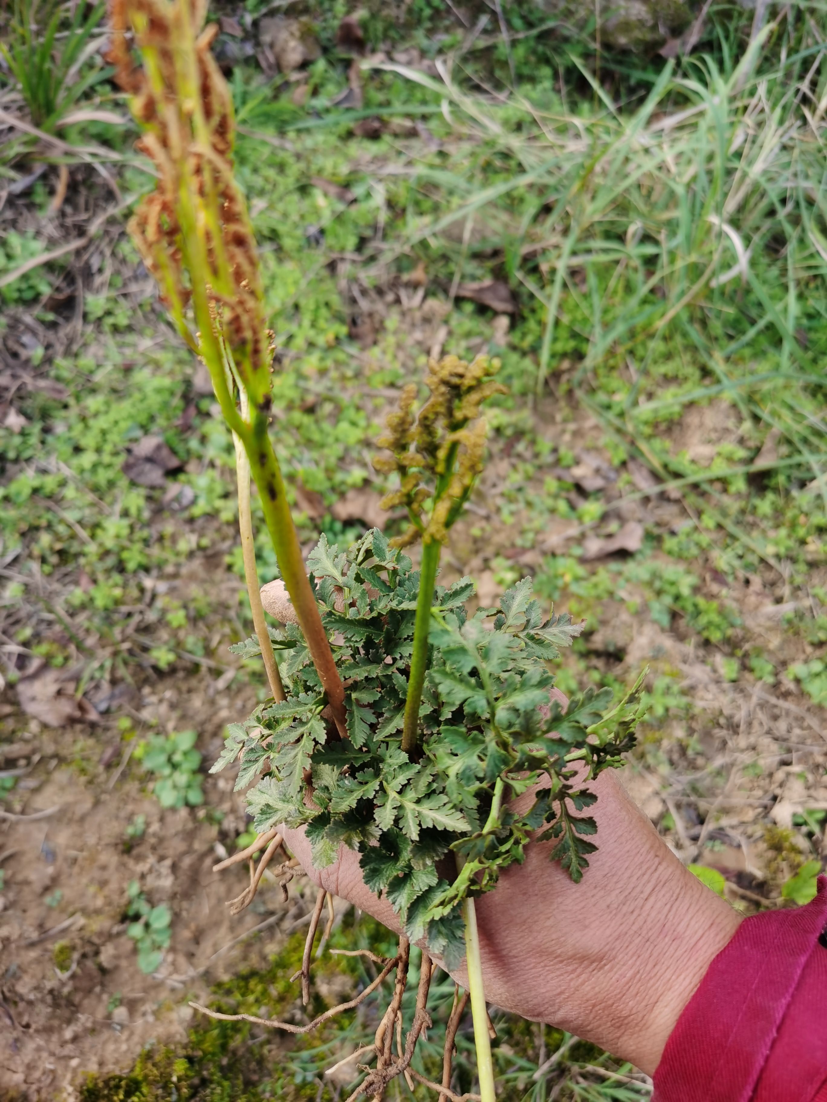 中药材小春花一朵云阴地蕨蛇不见独脚金鸡阴地厥中草药材包邮