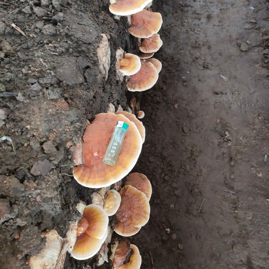 呼玛县松山灵芝