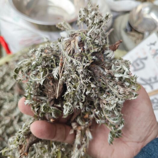 玉林委陵菜，短苗小颗，选货