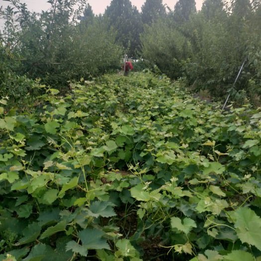 洛阳正宗巨峰葡萄树苗，