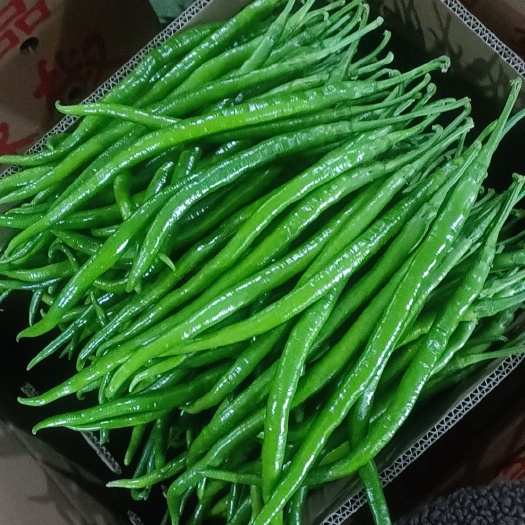 蒲城县线椒
