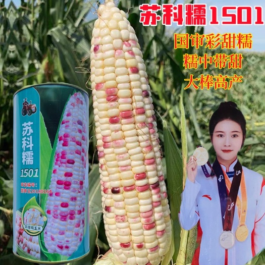 宿迁玉米种子苏科糯1501糯玉米种子鲜食彩甜糯玉米种子87天采收