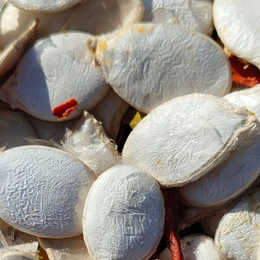 四子王旗大白皮南瓜子