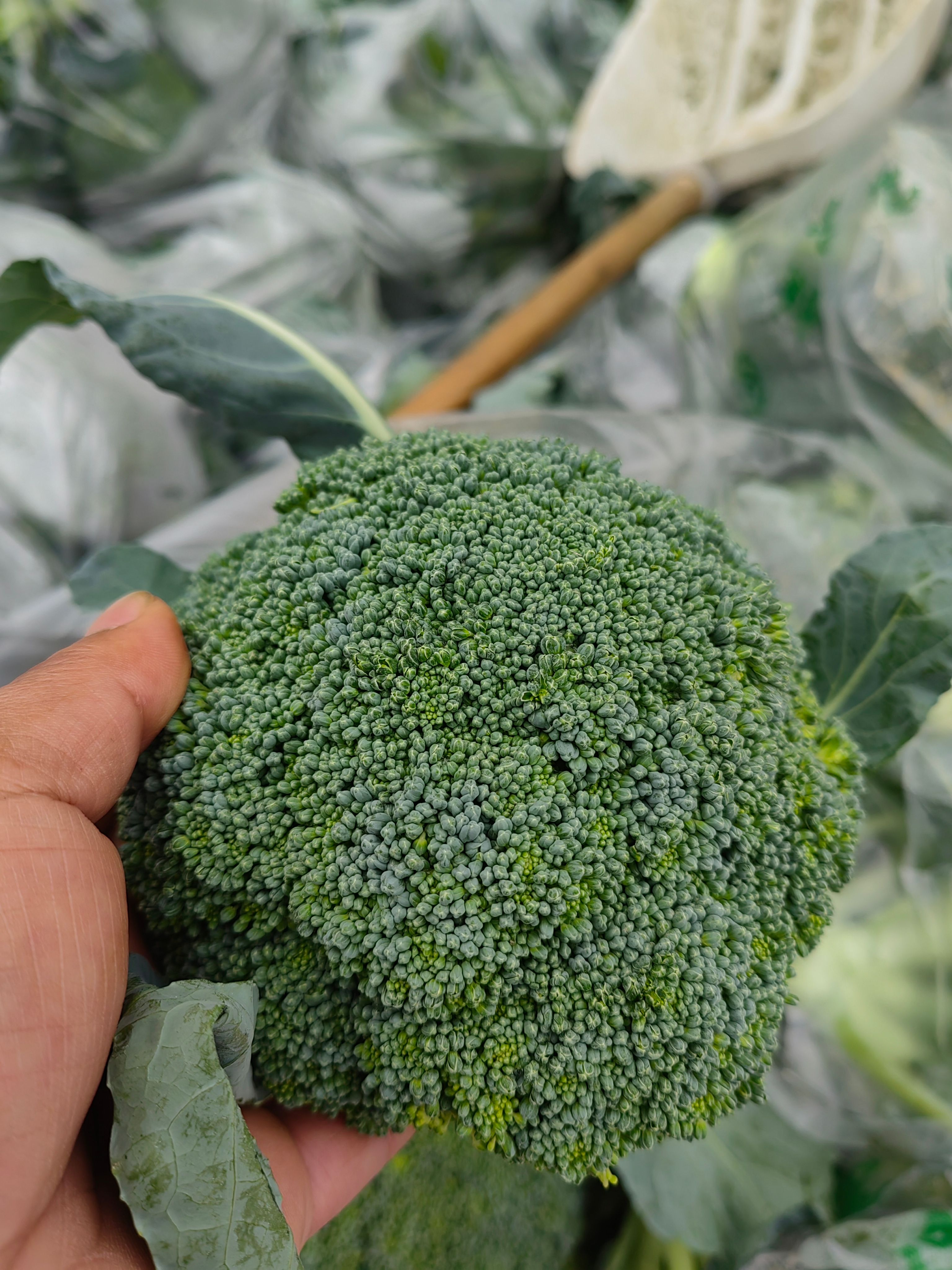 产地直发精品西兰花，有机花