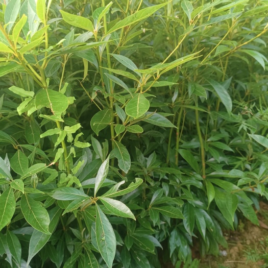 榕江县金丝楠木，杯苗