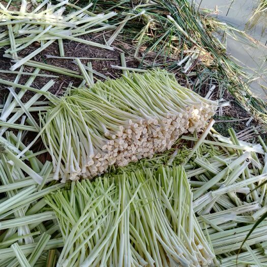东兴市蒲菜上市11月5月