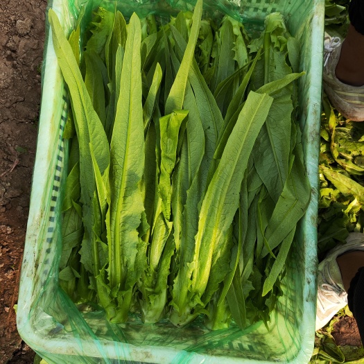 青州市冷棚油麦菜
