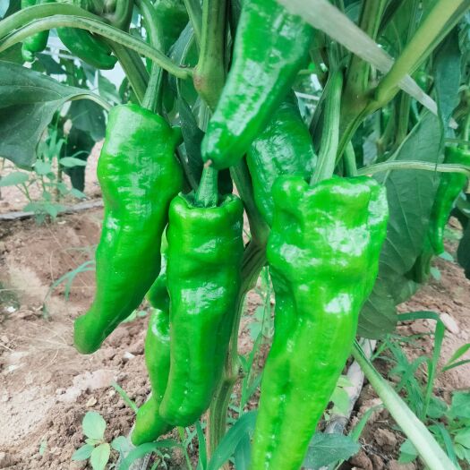 夏邑县青泡椒