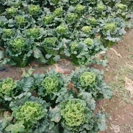 黄秋葵