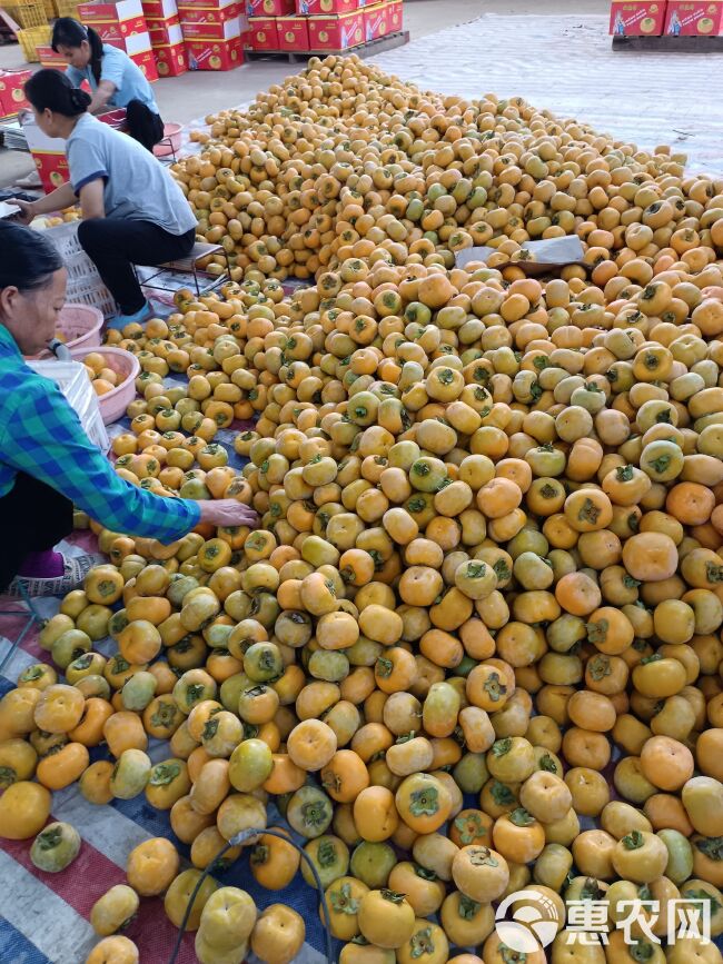 大量脆柿，红柿，供应市场，批发，代办，欢迎各地老板来采购合作