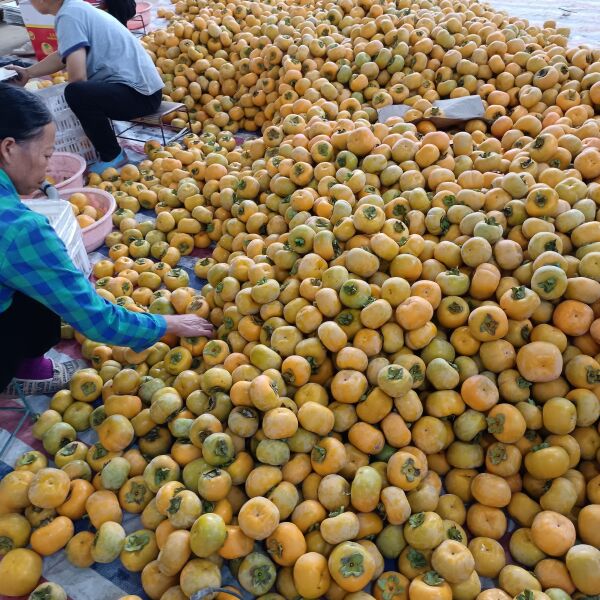 大量脆柿，红柿，供应市场，批发，代办，欢迎各地老板来采购合作